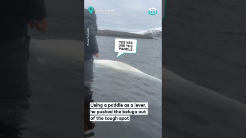 Helping A Stuck Wild Beluga Whale || ViralHog