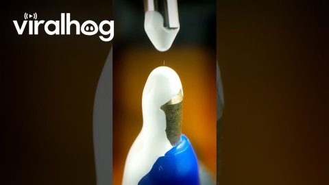 Corrector Versus Blue Pen In Macro || ViralHog