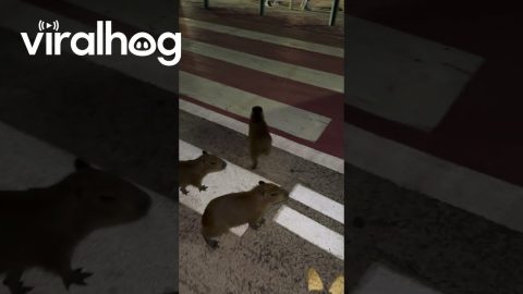 Baby Capybaras Cross The Street || ViralHog