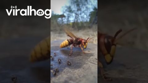 Hornet Hunts Ants || ViralHog