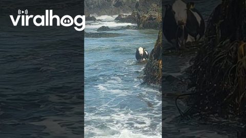 SeaCow Grazes on SeaWeed || ViralHog