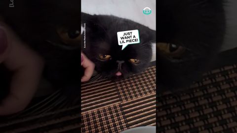 Hungry Kitty Begs for a Snack || ViralHog