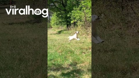 Puppy's First Encounter With Butterflies || ViralHog