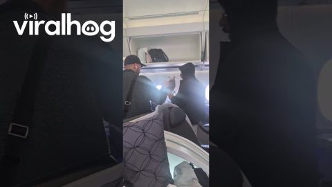Falcons on Business Class Flight || ViralHog