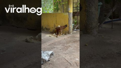 Chick Rides On Parent's Back || ViralHog