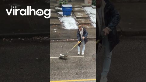 Canadian Helps Guide a Raccoon Using a Hockey Stick || ViralHog