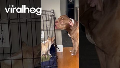 American Bully Opens Cage for his Dog Friend || ViralHog