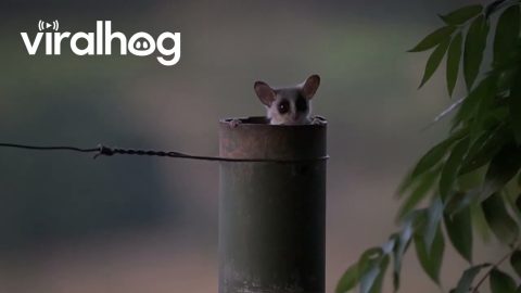Lesser Bush Babies Emerge From Fence Pole Nest || ViralHog