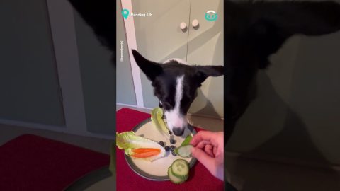 Border Collie LOVES a Salad || ViralHog