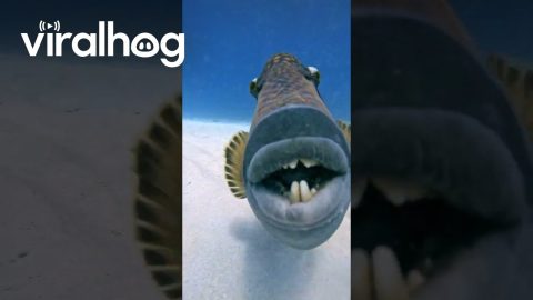 Fish Makes a Toothy Grin for the Camera || ViralHog