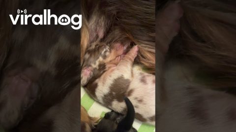 Nursing Dachshund Puppy Adorably Squeaks || ViralHog