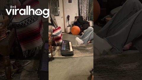 Now, THIS is True Talent || ViralHog