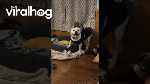 Raccoon Plays Rodeo With Dog || ViralHog