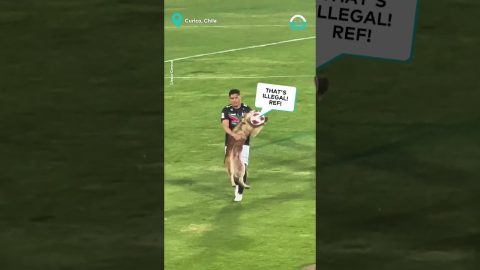 Dog Steals Soccer Ball During Championship Game || ViralHog