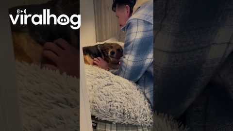Family Dog Reunited With Human Brother || ViralHog