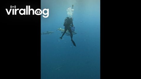 Lemon Shark Enjoys A Snack || ViralHog