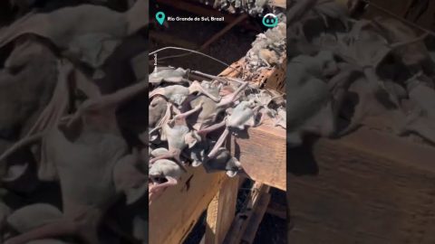 Where do Bats go in the Daytime? || ViralHog