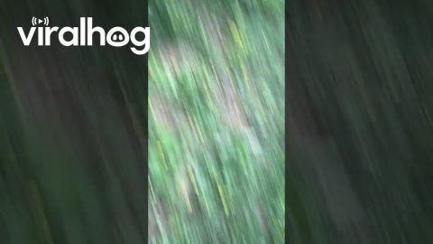 Wild Mustang Unexpectedly Runs Off || ViralHog