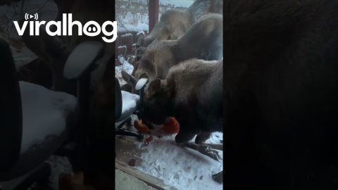 Moose Trio Eat Leftover Pumpkins || ViralHog