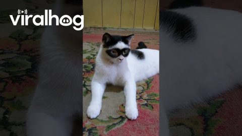 Zorro Cat Sitting and Relaxing || ViralHog