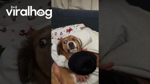 Doggo is Unsure About Hugs || ViralHog
