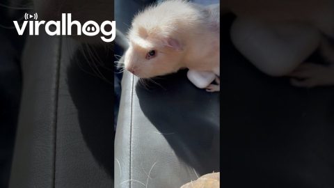 Guinea Pig Rescued and Adopted || ViralHog