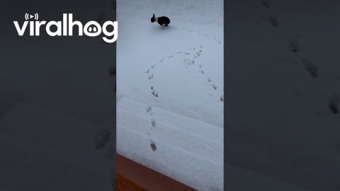 Moxie Walks on Two Legs || ViralHog