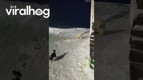 Man Meets Polar Bear Around Corner || ViralHog