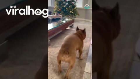 Frenchie Gets Zoomies || ViralHog
