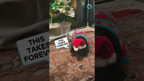 Even The Dog Gets Decorated || ViralHog