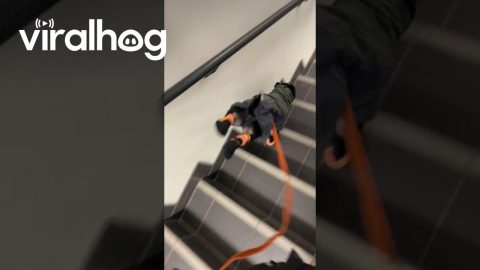 Staffy Masters The Stairs Like a Pro || ViralHog
