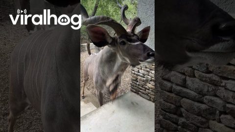Kudu Bull Checks on the Neighbors || ViralHog