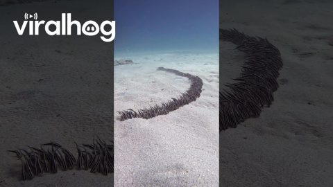 Venomous Striped Eel Catfish || ViralHog