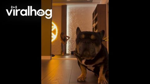 Dog Too Sleepy for Yoga || ViralHog