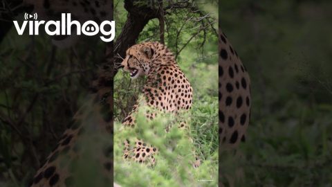 Sub-Adult Cheetah Chirps || ViralHog