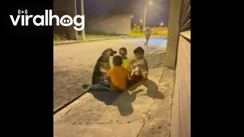 Boys Include Dog In Their Friendship || ViralHog