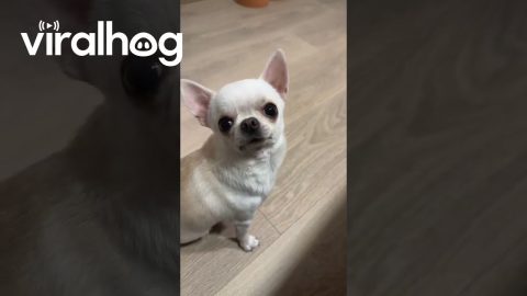 Nothing Slows This Pup Down || ViralHog