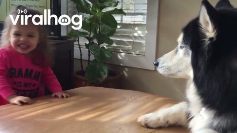 Siberian Husky Side Eyes Paw Touching || ViralHog