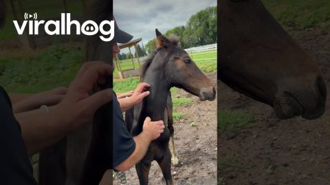 Sweet Baby Horse Loves Scritches || ViralHog