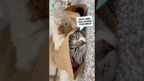 Cat Massage and ASMR || ViralHog
