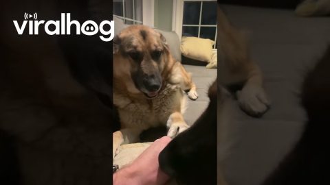 German Shepherd Demands All The Attention || ViralHog