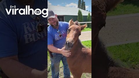 Foal Smiles When It Is Scratched || ViralHog