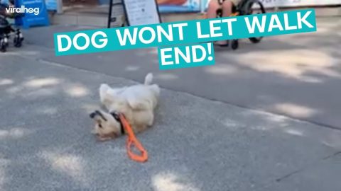 Dog Refuses To Go Home || ViralHog