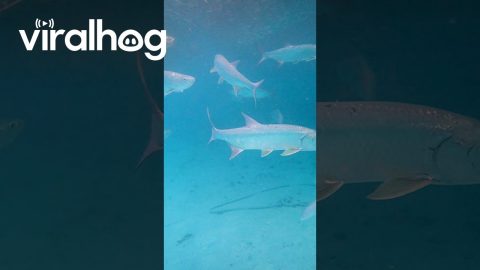 Tarpon Chasing a Bait Ball of Sardines || ViralHog