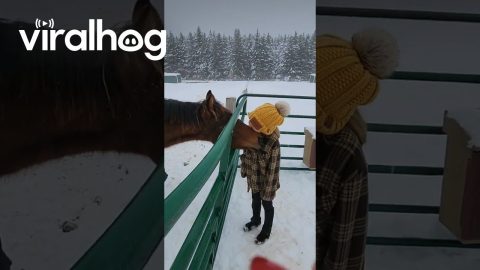 Horse Loves Giving Kid Kisses || ViralHog
