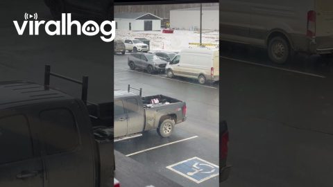 Bird Takes Egg From Truck Bed || ViralHog