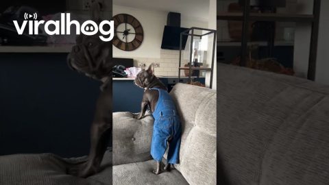 Frenchie in Overalls || ViralHog