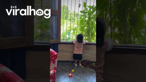 Crying Doll Thrown Out The Window || ViralHog