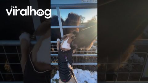 Shetland Ponies Love Bull Terrier || ViralHog