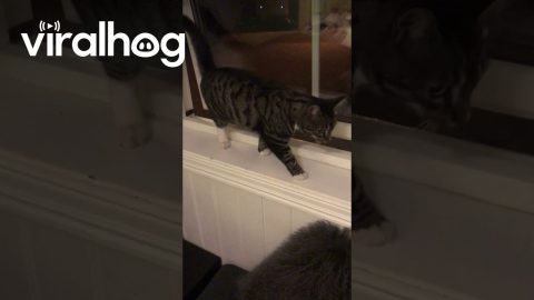 Found Out How My Neighbour's Cat Keeps Getting Into Our House || ViralHog